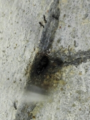Tetragonula iridipennis