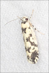 Lichenaula calligrapha