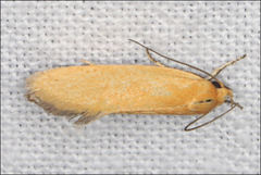 Microbela monodyas