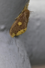 Euproctis quadrangularis