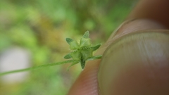 Pectocarya pusilla