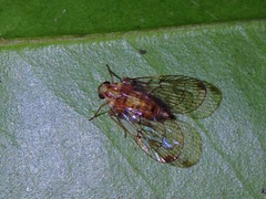 Paricana
