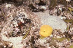 Anoplocapros inermis