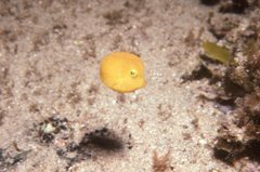 Anoplocapros inermis