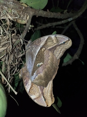 Eryphanis lycomedon
