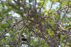 Melaniparus niger ravidus