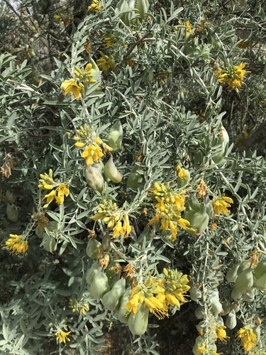 iNaturalist observation photo of Bladderpod