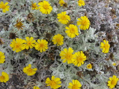 Thymophylla micropoides