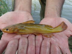 Tachysurus brevianalis