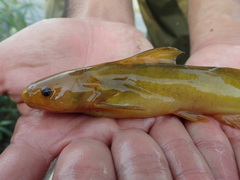 Tachysurus brevianalis