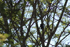 Melaniparus niger ravidus