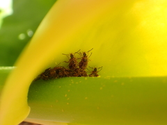 Pelecomalium testaceum