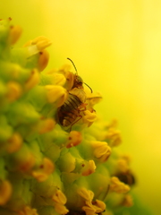 Pelecomalium testaceum