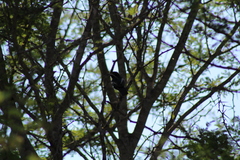 Melaniparus niger ravidus