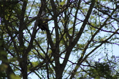 Melaniparus niger ravidus