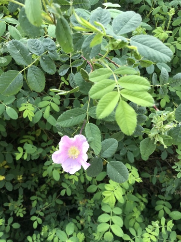 iNaturalist observation photo of California Wild Rose