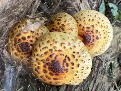 Pholiota glutinosa