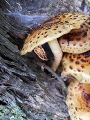 Pholiota glutinosa