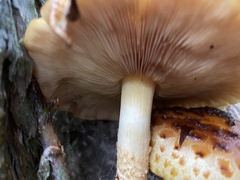 Pholiota glutinosa