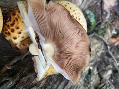 Pholiota glutinosa