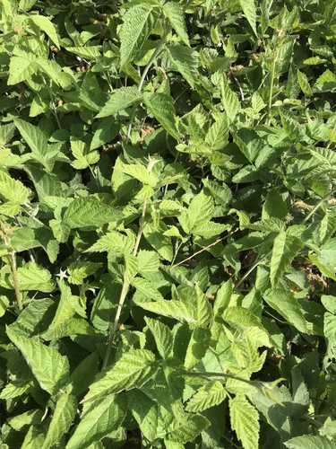 iNaturalist observation photo of trailing blackberry