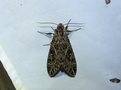 Euryglottis aper