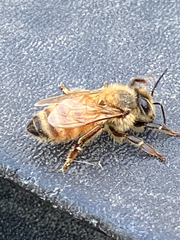 Apis mellifera