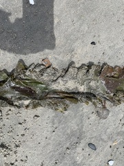 Saccharina latissima