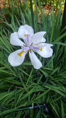 Dietes iridioides
