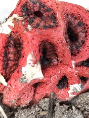 Clathrus crispus