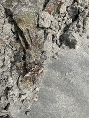 Saccharina latissima