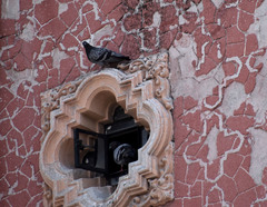 Columba livia domestica