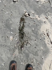 Saccharina latissima