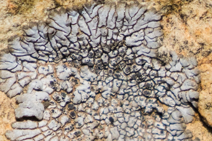 Dimelaena radiata