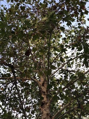 Platanus