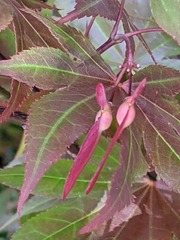 Acer palmatum