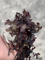 Chondrus crispus