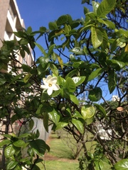Gardenia brighamii