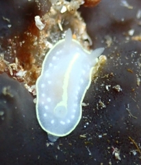 Cadlina willani