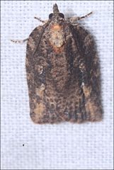 Cryptoptila australana