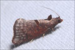 Glyphidoptera insignana