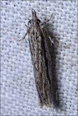 Holocola melanographa