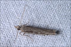 Holocola melanographa