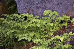 Adiantum shastense