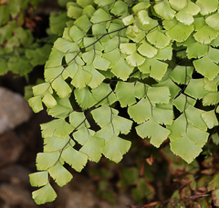 Adiantum shastense