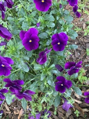 Viola × wittrockiana