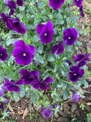 Viola × wittrockiana
