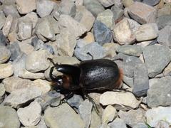 Heterogomphus schoenherri