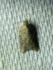 Acleris effractana