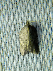 Acleris effractana